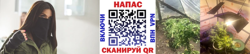 Бошки марихуана White Widow  Котлас 